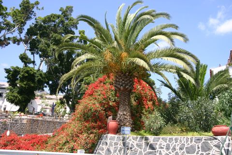 Villa i Chayofa, Tenerife, Chayofa - € 995 000 | Ref: 70047XK - foto 43